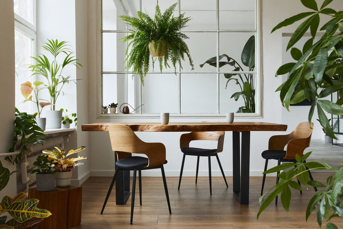 plants at a workplace helping boost productivity
